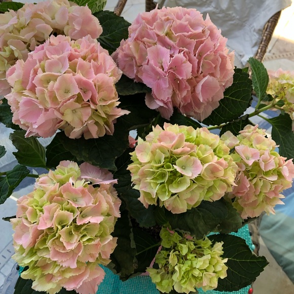 Meet your Posher, Ann - Picture 1 of 1